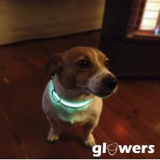 Glowing Pet Collar